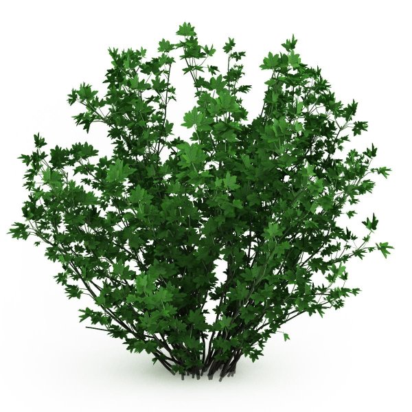 Кустарник на белом фоне