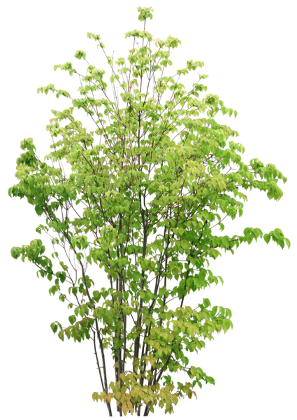 Орешник дерево