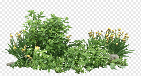 Клумба на белом фоне