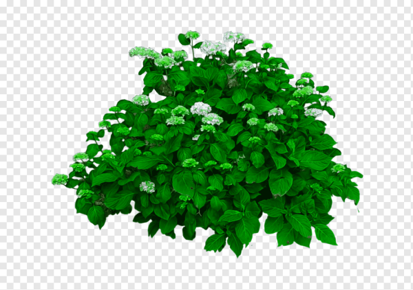 Куст без цветов на белом фоне