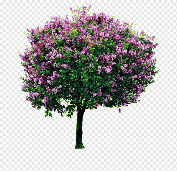 Сирень дерево