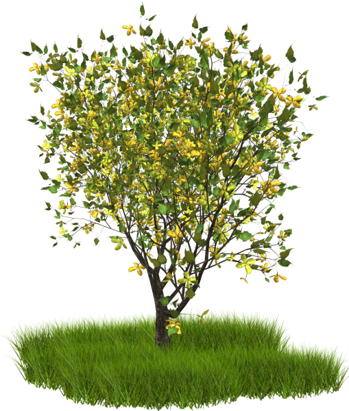 Весеннее дерево на белом фоне