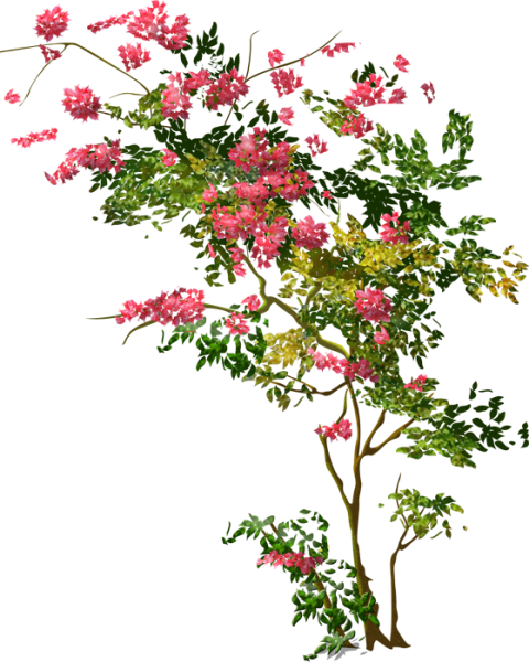 Дерево цветов на прозрачном фоне