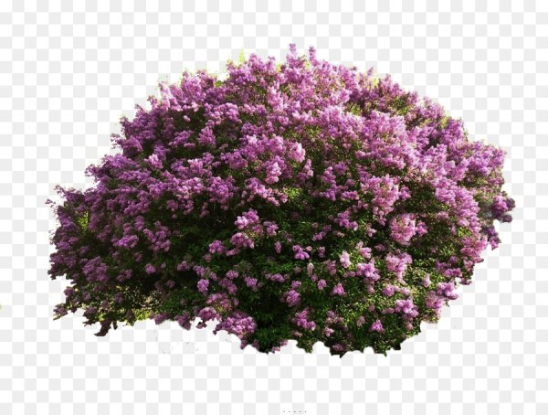 Кустарники вид сверху