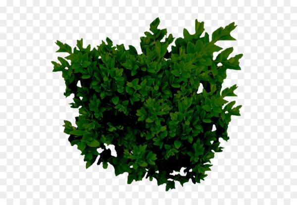 Куст спрайт