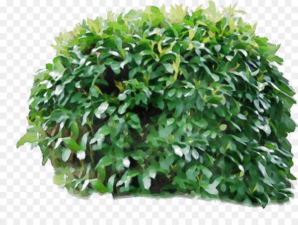 Дзариг куст