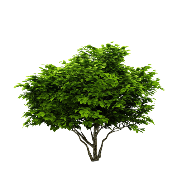 Кустарник на белом фоне