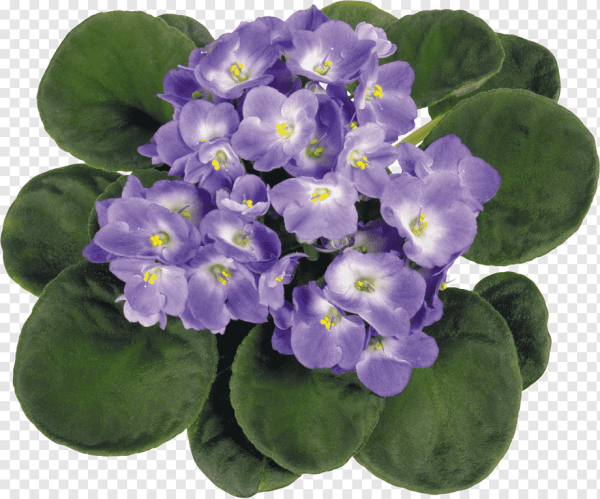 АН-Филиппок фиалка