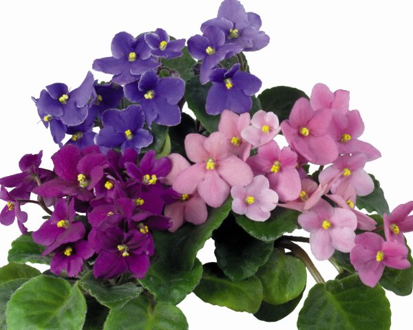 Фиалка Вайолет