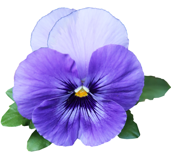 Анютины глазки