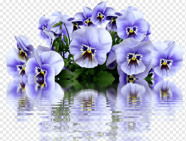 Цветы на прозрачном фоне