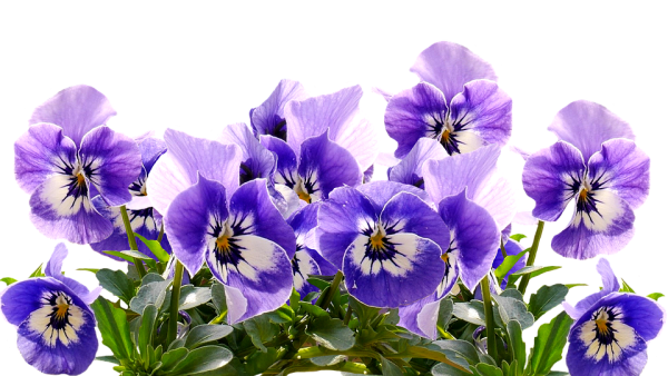 Анютины глазки кустик