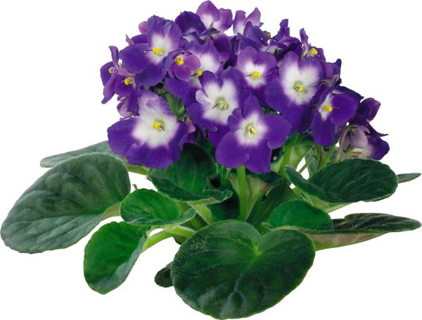 Фиалка сенполия