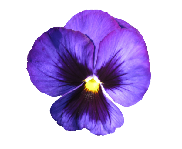 Анютины глазки