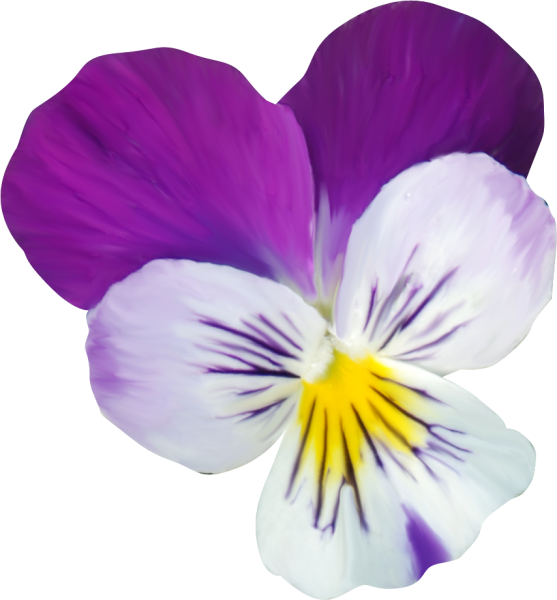 Фиалка на белом фоне