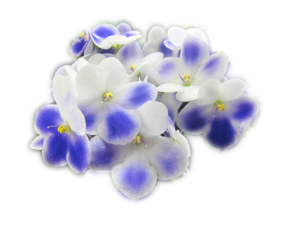 Букетик фиалок на прозрачном фоне