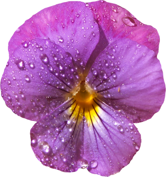 Сиреневые цветы на прозрачном фоне