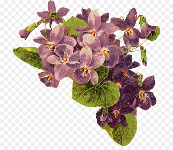 Фиалка на прозрачном фоне