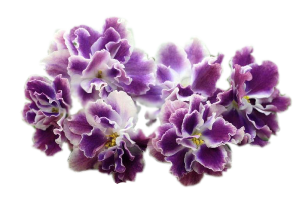 Фиалка стикер