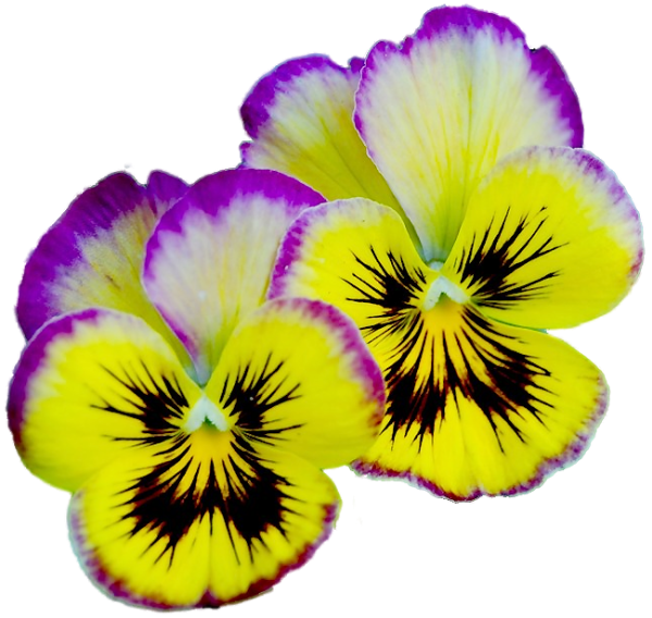 Виола Анютины глазки фон