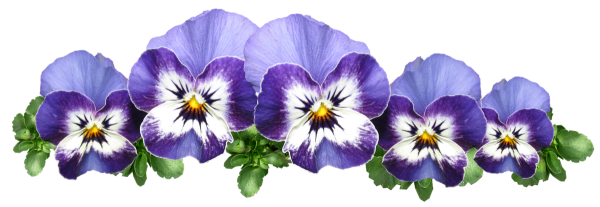 Анютины глазки цветы