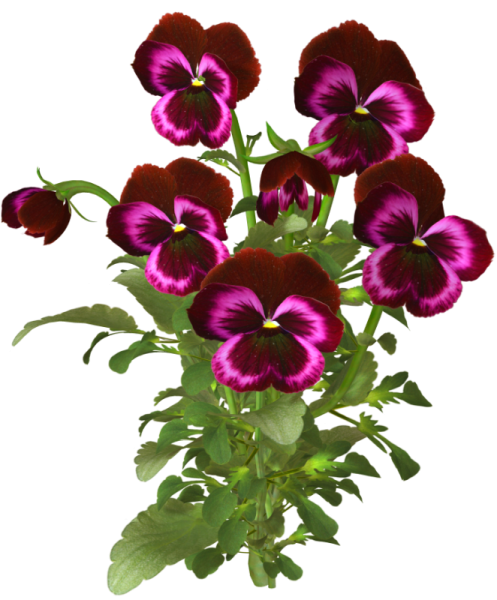 Анютины глазки на белом фоне