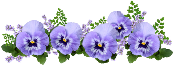 Цветы Лаванда цвета Анютины глазки