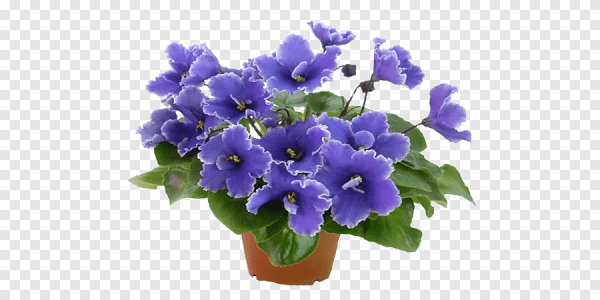 Фиалка в горшке на белом фоне