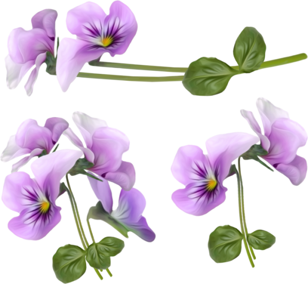 Цветы на белом фоне