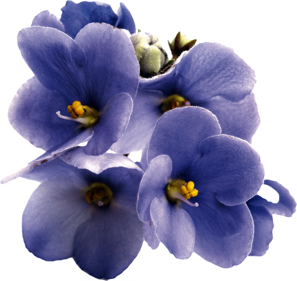 Фиалка на белом фоне