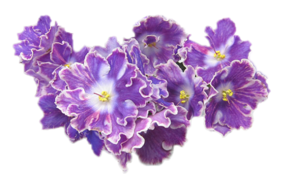 Узамбарские фиалки на белом фоне