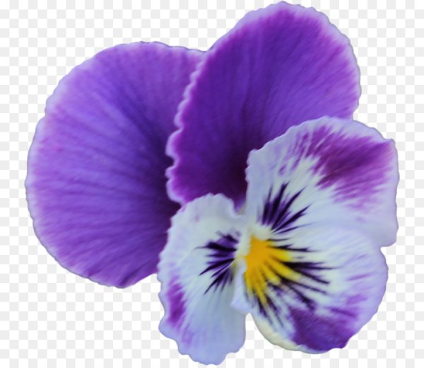 Фиалки для фотошопа