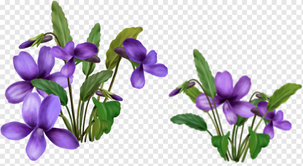 Первоцветы на белом фоне