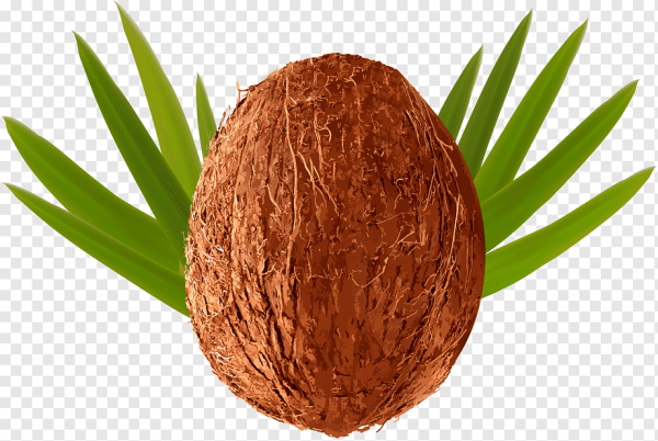 Кокос без фона
