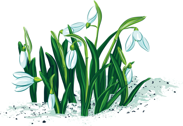 Подснежник для детей