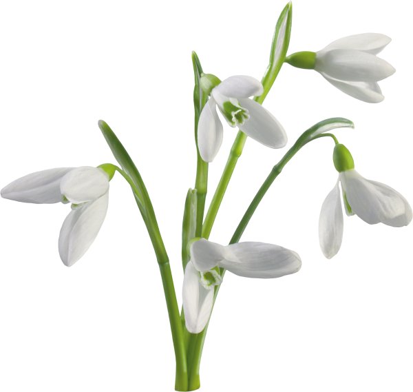 Весенние цветы на белом фоне