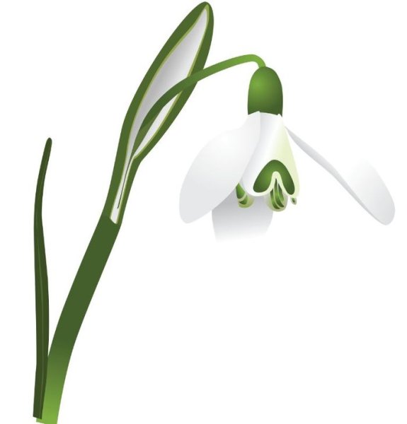 Стебель подснежника