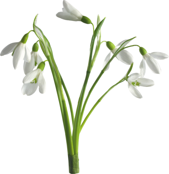 Подснежники на прозрачном фоне