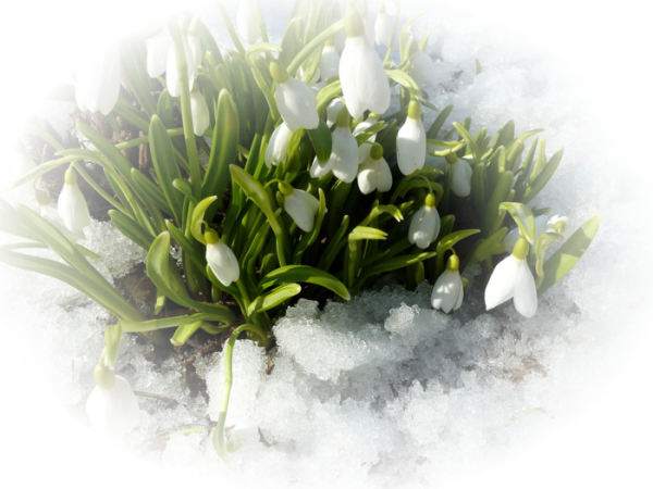 Клипарт подснежники на прозрачном фоне