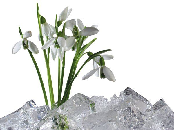 Подснежник на б елом фонем