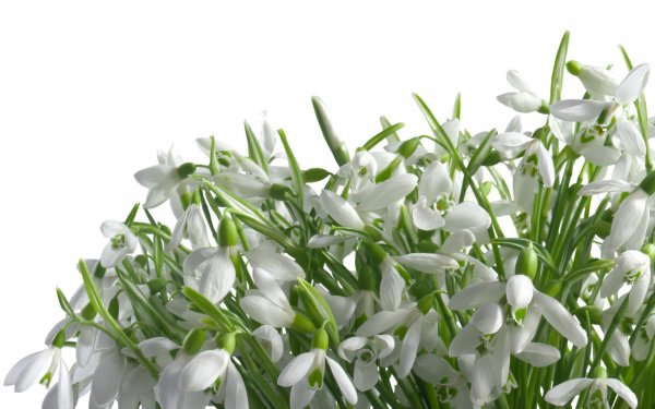 Подснежник на б елом фонем