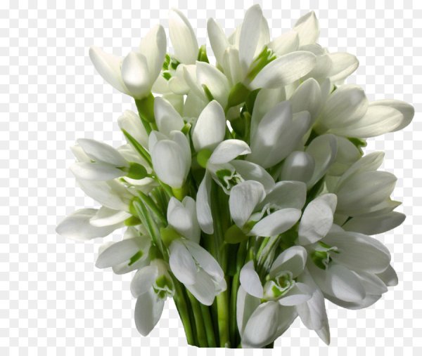 Подснежники на белом фоне