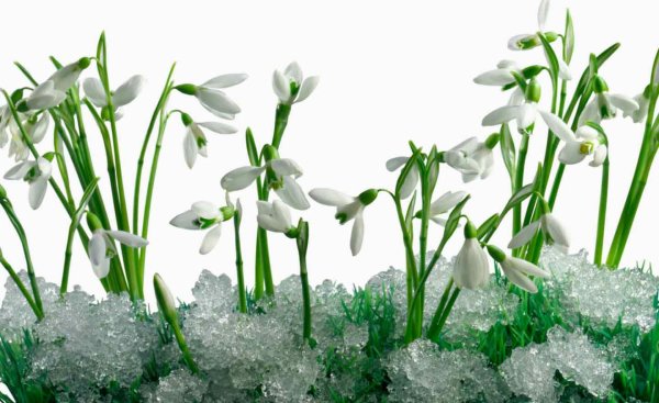 Подснежники из под снега