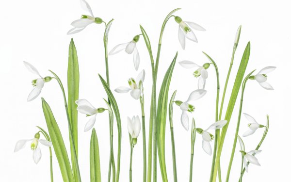 Подснежники на белом фоне