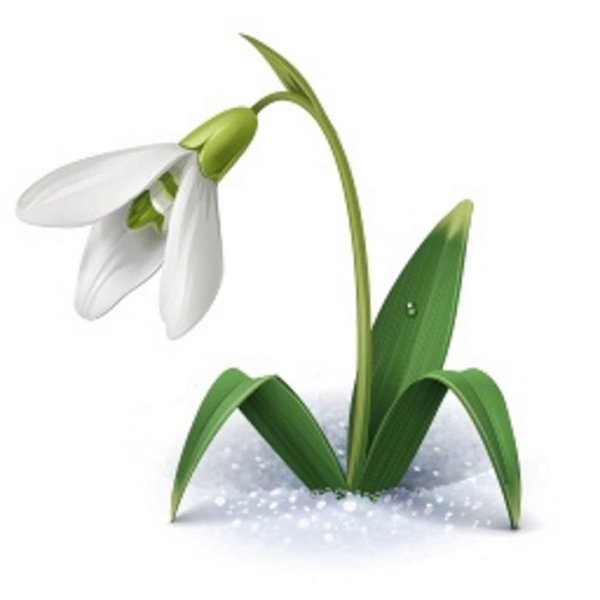 Подснежник для детей