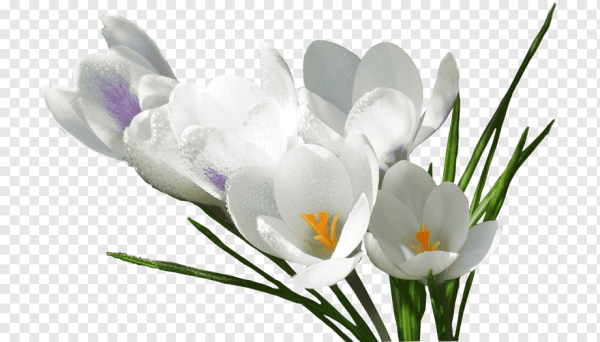 Весенние цветы на прозрачном фоне