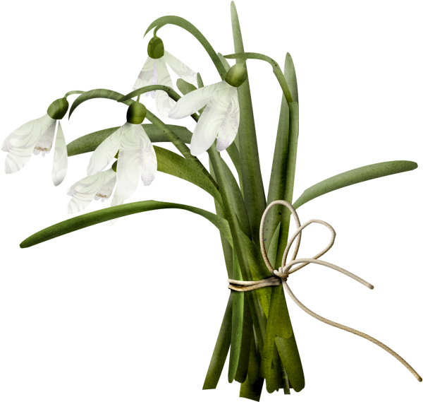 Клипарт подснежники на прозрачном фоне для детей