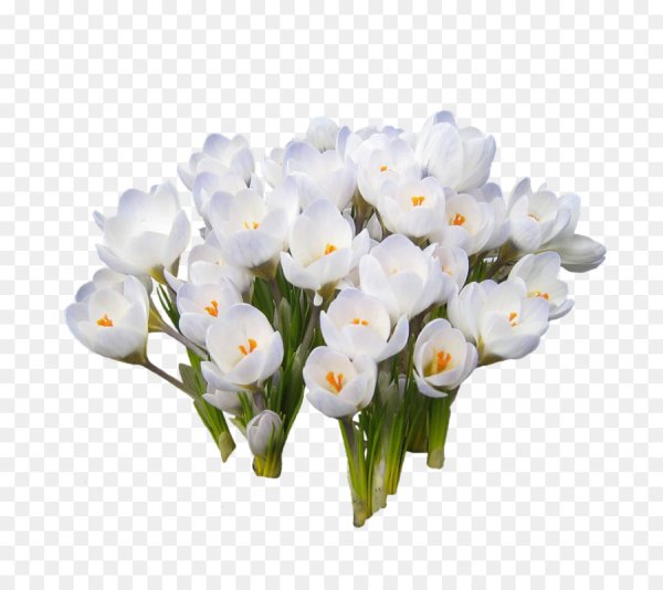 Весенние цветы на белом фоне