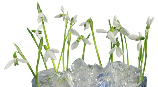 Подснежники на прозрачном фоне