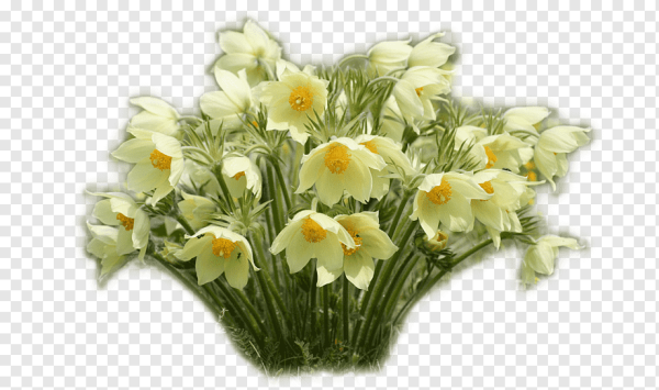 Первоцвет весенний